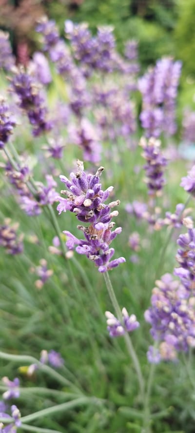A close-up, shallow depth-of-field shot focuses on a single stalk of lavender in bloom. The lavender stalk is positioned in the foreground, slightly to the right of center, with its purple florets and green stem clearly visible. In the background, a dense field of lavender, blurred by the shallow focus, creates a soft wash of purple and green hues. The lighting is natural, suggesting an outdoor setting during daylight. The overall impression is one of tranquility and natural beauty, common in gardens and agricultural areas. The image was taken in the Azginavitsky Rural Council, Belarus.