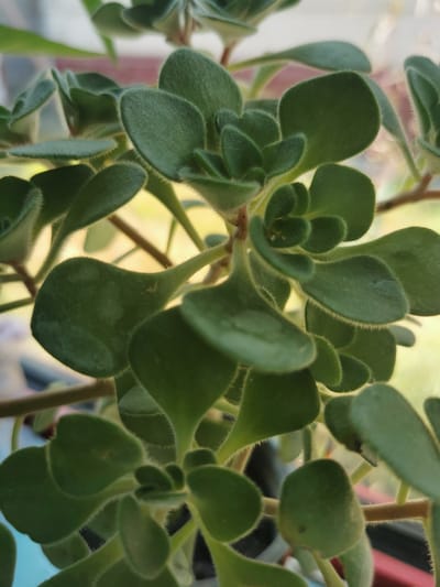 The image is a close-up, vertically oriented shot of a succulent plant with fuzzy green leaves. The leaves are plump and rounded, some overlapping others. The stems are thin and brown, with visible fuzzy hairs. The background is out of focus, showing hints of warm, yellow-green light and possibly some reddish-brown elements. There is no discernible urban environment or location in Pociumbeni, Moldova. The scene is entirely focused on the plant's foliage.