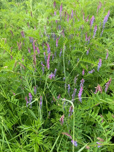 This is a close-up, eye-level shot of a dense patch of wild vetch with its characteristic purple and pink flowers. The vetch is growing amongst other green foliage and grasses, creating a natural, overgrown meadow-like scene. The flowers are clustered along upright stems, with some blossoms appearing more pinkish and others a deeper purple. The leaves of the vetch are compound and feathery, typical of the legume family. The overall impression is one of lush, vibrant greenery with splashes of delicate floral color. The lighting suggests it's daytime, possibly late morning or afternoon, with diffused light filtering through the foliage, indicating potentially overcast conditions or a shaded area. There are no people or man-made objects visible. The context suggests a natural setting, likely outdoors in a rural or wild area in Ustinovka, Russia, characterized by abundant plant life. The image conveys a sense of natural beauty and the peacefulness of a wild garden or field.