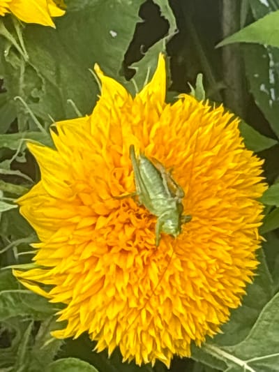 A green grasshopper is perched on a bright yellow, fluffy flower. The flower has many petals and appears to be a type of sunflower. The background consists of out-of-focus green leaves. The scene is a close-up shot, with the flower and grasshopper filling most of the frame. The location is Лотос Снт (марьино), Russia.