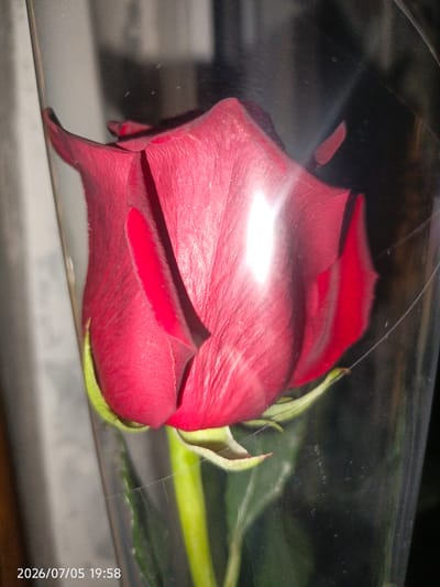 A close-up, high-angle indoor shot focuses on a single, deep red rose bud encased in clear plastic wrapping. The rose is positioned slightly to the left of the frame, with its petals tightly closed, revealing a vibrant red hue. The plastic wrap creates a glossy effect, reflecting bright white light on the upper left side of the rose and a smaller red reflection on the right. The background is dark and out of focus, with subtle hints of vertical lines on the left, suggesting a dimly lit indoor environment. A timestamp in the bottom left corner reads "2026/07/05 19:58". There are no people or animals visible in the image. The setting is not specified as Lysogorskaya, Russia.