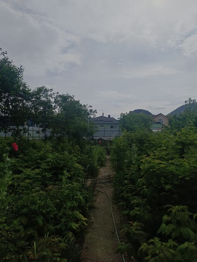 The image depicts an outdoor scene in Ostrogorka, Russia, characterized by lush greenery and a cloudy sky. A narrow dirt path, possibly a garden walkway, runs through the center of the frame, flanked by dense bushes and trees on either side. The vegetation appears to be a mix of leafy plants, with some taller trees forming a canopy overhead. In the background, several residential buildings with pitched roofs are visible, suggesting a suburban or rural setting. The overall atmosphere is subdued, likely due to the overcast weather. There are no people or animals visible in the image.
