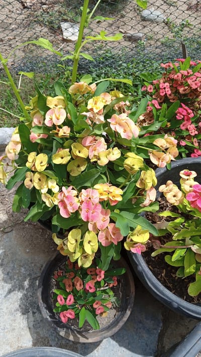 This image displays a collection of potted plants in Cotgadong, Indonesia. The main subjects are several flowering plants, likely Crown of Thorns (Euphorbia milii), with clusters of small, vibrant flowers in shades of pink and yellow. The plants are housed in dark-colored pots, some of which are partially visible. The surrounding environment includes a gravelly ground surface and a wire mesh fence in the background, with some greenery visible beyond the fence. The lighting suggests it is daytime. There are no people or animals visible in the frame.
