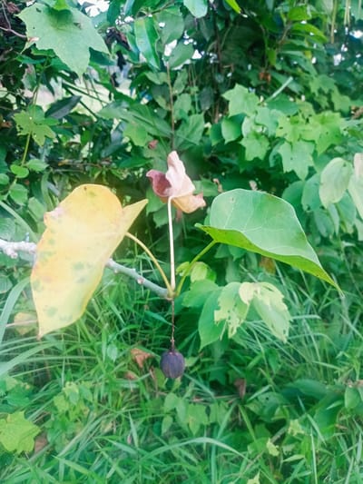A close-up shot shows a dark, round fruit hanging by a thin stem in the foreground. To the left, a large, yellow leaf with green splotches droops from a branch, and next to it, a smaller, green leaf is angled upwards. The background is a dense tapestry of lush green foliage and grass.