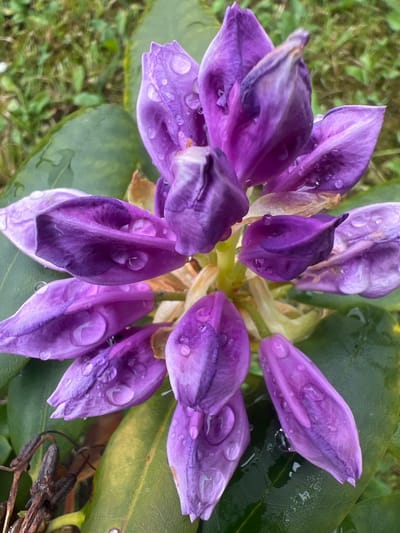 This is a close-up, top-down shot of a cluster of purple flower buds, likely rhododendrons, with water droplets on their petals. The buds are tightly packed together, with some appearing to be in various stages of opening. The petals are a deep purple, with some hints of lighter shades and a slightly wilted appearance on a few. The water droplets are varied in size, some forming small beads and others appearing as larger pools on the petals.
The background is a blur of green grass and large, dark green leaves, characteristic of the foliage of a rhododendron bush. The lighting suggests it might be daytime, possibly after rain or watering, given the presence of water droplets. The overall mood is natural and serene, focusing on the delicate beauty of the flowers after a natural event. There is no visible text in the image. The location context provided is Nasva alevik, Estonia.