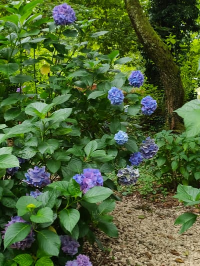 A medium shot captures a cluster of blooming hydrangeas in a garden setting. The flowers are predominantly a vibrant blue and purple, with some displaying a lighter, almost white hue. They are densely packed, forming large, spherical clusters, and are surrounded by lush green foliage. In the background, a large tree trunk, covered in moss, stands prominently. The ground is covered in small, light-colored gravel and fallen leaves. The overall scene suggests a natural, serene outdoor environment, possibly a park or a botanical garden, given the variety and density of the flowers. The lighting is diffused, indicating overcast conditions or a shaded area. The image appears to be a still photograph taken during daylight.