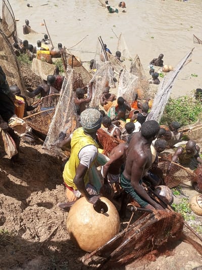 This image depicts a large communal fishing operation in a shallow, muddy body of water within Kokani North, Nigeria. Numerous individuals, predominantly adult males with dark complexions, are actively engaged in fishing. Most are partially submerged in the opaque, brown water, varying from ankle to waist-deep.

**People and Actions:**
Approximately forty or more individuals are visible. Many are shirtless, wearing dark shorts or loincloths. Some wear light-colored vests or t-shirts. Their bodies appear wet and muddy from the activity. They are seen handling and manipulating numerous large, basket-like fish traps, often covered with netting, which are scattered throughout the water. Individuals are observed pulling, pushing, and submerging these traps, indicative of a collective effort to catch fish. Some individuals in the water appear to be carrying small baskets or containers.

**Objects:**
The primary objects are the **fish traps**, consisting of woven frames (likely wicker or reeds) covered with coarse mesh netting. These traps vary in size and are designed to capture fish. Several large, spherical, light-colored objects, resembling dried gourds or buoys, are present. One prominent gourd rests on the muddy bank in the foreground, next to a person in a yellow vest. Others are floating in the water or being handled by individuals, likely serving as floats for the nets or containers for caught fish.

**Environment:**
The scene is characterized by a wide, shallow expanse of muddy water with a high concentration of suspended sediment, giving it a light brown color. The water's edge meets a sloping, dark brown, muddy bank. Sparse green vegetation is visible along the immediate edge of the water on the bank. Bright, unfiltered sunlight illuminates the entire scene, casting minimal shadows and indicating a clear daytime setting. The terrain is generally uneven, particularly on the muddy bank.