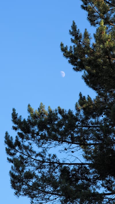 The image shows a clear blue sky with the moon visible in the upper half. The moon is partially illuminated, appearing as a crescent. In the foreground and upper right corner of the image, there are pine tree branches with needles and pine cones. The branches partially obscure the view of the sky and the moon. No people or specific city features of Gorin, Russia are identifiable. The scene appears to be an outdoor natural setting.