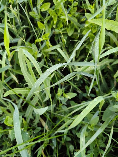The image is a close-up, top-down view of a patch of green grass and other vegetation, likely taken outdoors. Many of the blades of grass are wet, with visible water droplets clinging to their surfaces. The lighting suggests it could be overcast or that the sun is diffused. The vegetation is dense and appears to be a mix of different plant species, creating a textured, layered effect. There are no people, animals, or man-made objects clearly visible in the frame. The image appears to be a natural scene, possibly from a park, garden, or field. The image does not contain any specific details that would allow for identification of its location within the city of Petrovsk, Russia.