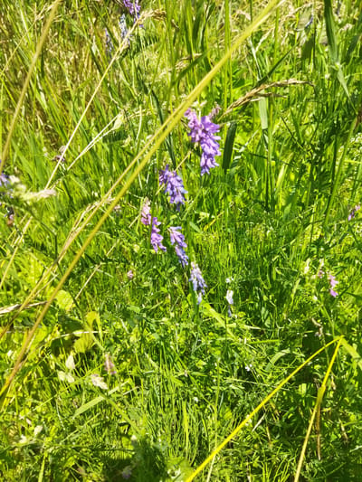 The image depicts a close-up view of a grassy field with scattered purple wildflowers. The sun illuminates the lush green blades of grass, creating a vibrant and natural scene. The wildflowers, with their delicate purple petals, add a touch of color and beauty to the landscape. The focus is on the natural elements, with no signs of human activity or structures visible in the frame.