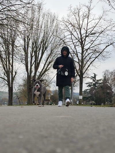 The image displays an outdoor scene captured from a low perspective on a paved pathway in Bech-Kleinmacher, Luxembourg. A young adult individual walks forward on the path, accompanied by a dog on a leash. The person, with the hood of a dark jacket or coat pulled up, wears dark green pants and white athletic shoes, and exhibits a smiling facial expression. A black shoulder bag with a prominent white circular logo is worn across their front. The dog, a grey and white short-haired breed resembling an American Staffordshire Terrier, walks to the individual's left, with its tongue slightly extended. The leash extends from the person's right hand to the dog's collar. In the midground and background, numerous tall, deciduous trees with bare branches line the area, indicating a season without foliage. To the left, a body of water is visible, with distant green hills or landforms beyond it. The sky is overcast and light grey.
