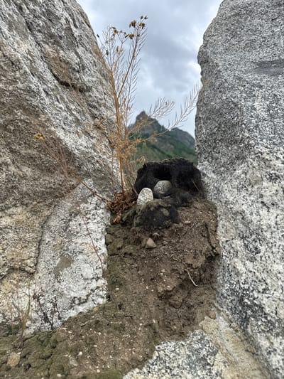 Two speckled bird eggs rest in a nest made of dark fibers and dry plant material. The nest is situated in a crevice between two large, rough-textured grey rocks. Soil and exposed roots are visible beneath the nest. A dry, branching plant with minimal foliage grows from the crevice above and behind the nest. In the background, a mountain range is visible under a cloudy sky. The scene appears to be located in the natural environment of Verkhnyaya Balkariya, Russia.