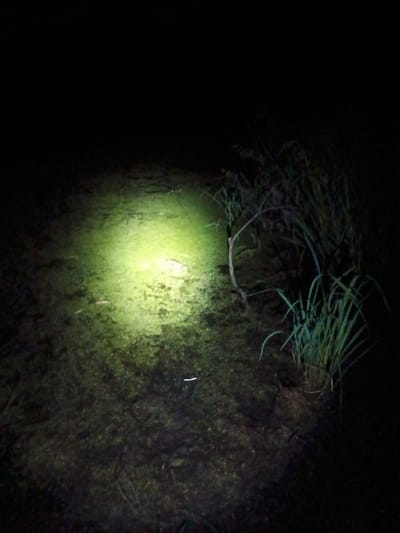 The image depicts a nighttime scene in an unknown location. A beam of light illuminates the ground, revealing a patch of grass and a few twigs. The surrounding area is shrouded in darkness. There are no people or other discernible objects in the image.