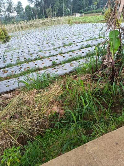 The image depicts a rural agricultural landscape in Nipa, Papua New Guinea, characterized by a cultivated field using plastic mulching techniques.
In the immediate foreground, a mix of vibrant green grasses and weeds grows abundantly. To the left, a substantial pile of dried, yellowish grass or straw lies on the ground. On the right, a young banana plant with a prominent bright green leaf rises from dense vegetation. A light gray concrete edge or path runs along the bottom right corner of the frame.
The mid-ground is dominated by an extensive field covered in light-colored plastic mulch sheets laid out in parallel rows. Numerous small, green leafy plants, likely young vegetables such as lettuce, are visible thriving through evenly spaced holes in the plastic. Beyond this mulched field, a low, light-colored barrier or trellis made from bamboo poles stretches horizontally, possibly supporting other crops or acting as a fence.
The background features a dense line of tall trees, indicative of a forest or wooded area, extending across the horizon. A small, rustic structure, possibly a shed or hut with a dark roof, is partially visible among the trees in the far right background.
The scene is illuminated by soft, diffused light, suggesting an overcast day or possibly early morning or late afternoon. No people are visible, and there is no discernible text in the image. The overall impression is one of active, small-scale farming integrated with the natural environment.