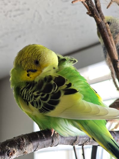 A budgerigar bird is perched upside down on a rough-barked branch, its body predominantly green with yellow accents on its head and chest. Its wings are a vibrant green, with black and yellow markings visible on its folded feathers. The bird's head is tucked in, and its dark eye is partially visible. The background is blurred, showing a light-colored wall or surface with some indistinct shapes and a suggestion of a window or bright light source. The overall lighting suggests daytime. There is no visible text in the image.