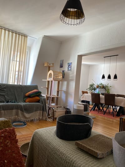 The image depicts a sunlit living and dining area, likely located in Hildesheim, Germany, judging by the context provided. The scene is furnished with items catering to both humans and cats, suggesting a pet-friendly environment.
In the foreground, a plush, grey cat bed sits on a light-colored textured blanket. Adjacent to it is a curved cardboard scratching post, showing signs of wear. To the right, another grey fabric basket is partially visible. A striped rug in earthy tones lies beneath these items.
Further back, a sofa draped with a grey patterned throw is adorned with two colorful, striped throw pillows. A green cat toy is placed on the sofa. To the right of the sofa, a multi-tiered wooden cat tree with sisal-wrapped posts and platforms stands tall.
Beyond the living area, a doorway opens into a dining space. A rectangular dining table, covered with a white textured tablecloth, is surrounded by dark brown chairs with black legs. Above the table, three black pendant lights with wire cages hang from the ceiling. A plant stand with several potted plants is positioned against the wall in the dining area.
The room features white walls and a light-colored ceiling. A large window with sheer, cream-colored curtains allows natural light to flood the space. A black wire cage pendant light is suspended from the ceiling in the living area. The flooring throughout the visible areas is light-colored hardwood. The overall impression is one of a cozy, lived-in home.