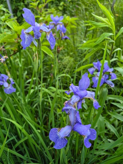 The image displays a close-up, ground-level view of multiple blue-violet iris flowers thriving amidst dense green foliage in Hlevakha, Ukraine. The primary subjects are several blooming irises, characterized by periwinkle blue to deep violet petals with subtle brown and yellow striations on their lower "falls." Numerous small, clear water droplets visibly cling to the petals and leaves, indicating recent precipitation or heavy dew.

The flowers are interspersed among a lush growth of tall, slender green grasses and broader-leafed plants, which vary in shade from light to dark green and form a rich, textured backdrop. Some foreground foliage is slightly blurred, guiding focus to the sharply detailed flowers in the midground. The background consists of heavily blurred green vegetation, suggesting a natural, uncultivated setting. No human figures, animals, or man-made structures are visible. The scene is illuminated by natural, diffused light, highlighting the vibrancy of the plant life.