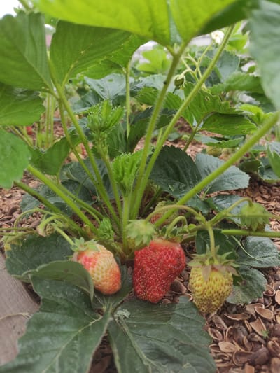 In Prokhladnoye, Russia, a close-up shot captures a strawberry plant with several developing fruits. A bright red strawberry is prominently featured in the foreground, alongside a partially ripe strawberry with a pale orange hue and a green, unripe strawberry. Lush green leaves of the plant surround the fruit, and the ground beneath is covered with mulch, likely consisting of wood chips and discarded plant material. The background is blurred, suggesting a shallow depth of field, and hints at further vegetation and possibly a rustic wooden border.