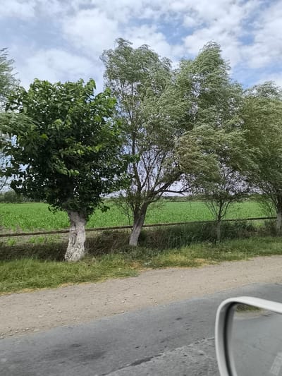 In Kichik-Turk, Uzbekistan, this image captures a roadside view featuring a row of trees with lush green foliage. The trees are positioned in front of a field of young green crops, likely corn, stretching into the distance. A wooden fence runs horizontally behind the trees, separating them from the field. The sky above is partly cloudy, with patches of blue sky visible between white clouds. The foreground shows a dirt and asphalt road, suggesting this scene is captured from a vehicle, as indicated by a partial view of a white side-view mirror on the right. The overall impression is that of a rural or agricultural setting under a bright, cloudy sky.