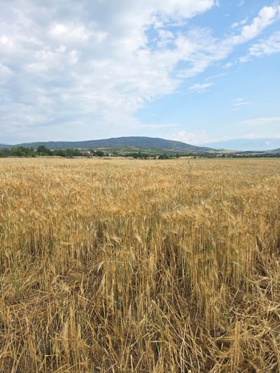 The image displays a vast rural landscape, likely near Ivan Vazovo, Bulgaria. A golden field of mature grain, predominantly wheat or barley, dominates the foreground and extends into the midground, suggesting a bountiful harvest. The dried stalks are densely packed, with some areas appearing slightly flattened, adding texture to the field.
In the distance, a range of dark green hills or mountains forms the horizon line, separating the expansive field from the sky. Scattered trees and vegetation are visible along the base of these distant elevations.
The upper portion of the scene is filled with a bright blue sky, adorned with scattered white, cumulus clouds. Some clouds are wispy and elongated, while others are more defined, indicating fair weather. The scene is illuminated by natural daylight, suggesting a late morning or afternoon setting.
No people, animals, man-made structures, or visible text are present. The overall impression is one of peaceful natural beauty and agricultural abundance under a clear summer sky.