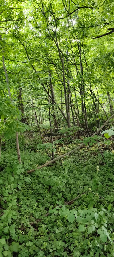 The image depicts a dense forest floor covered in lush green vegetation. Tall trees with numerous branches and leaves dominate the scene, creating a canopy that allows dappled sunlight to filter through. Fallen branches lie on the ground amidst the undergrowth. The terrain appears to be sloped, with the vegetation covering the ground and climbing up the tree trunks. The image appears to be a natural outdoor environment, possibly a park or a protected natural area within the city of Primorye, Russia, given the lush vegetation and dense tree cover. There are no visible people or animals in the image.