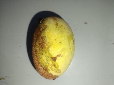 The image displays a single, unripe mango resting on a smooth, light-colored surface. The mango is oval-shaped and exhibits a gradient of colors, transitioning from a pale yellow at the top to a greenish-yellow towards the bottom. A significant portion of the mango's skin, particularly on the left side and extending towards the bottom, is covered in brown, speckled blemishes and patches, suggesting it may be bruised or partially overripe. Some water droplets are visible on the surface of the fruit, indicating it may have been recently washed or is moist. A dark shadow is cast on the surface to the left of the mango, implying a light source positioned above and to the right. The background is a plain, light gray surface with a few minor specks and smudges. There are no people, animals, or other objects present in the frame. The location is not discernible from the visual information provided in the image.