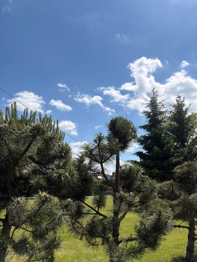The image depicts an outdoor scene with a bright blue sky dotted with fluffy white clouds. In the foreground, a variety of evergreen trees are visible, including pine trees with their characteristic needle-like leaves and conical fir trees. The trees are lush and green, suggesting a spring or summer season. A patch of vibrant green grass is visible beneath the trees, indicating a park or garden setting. In the background, a residential building with a red roof can be seen, partially obscured by the trees. A thin black wire, possibly a power line, stretches across the upper portion of the frame. The overall impression is one of a peaceful, natural environment. The location is the city of Strzyżowice, Poland.