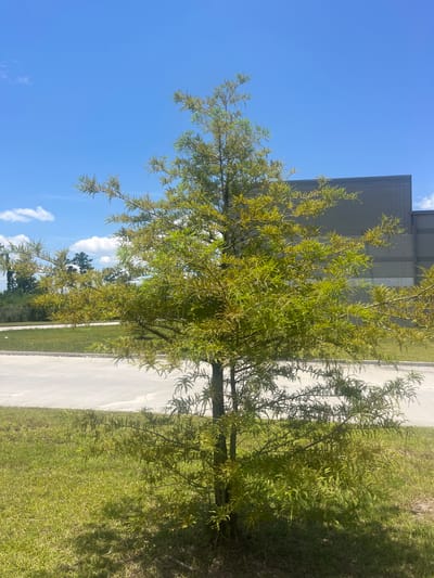 A solitary, small deciduous tree with sparse, light green foliage stands in the foreground on a bright, sunny day. The tree is positioned in a grassy area. Behind the tree, a paved surface, likely a road or parking lot, stretches horizontally across the middle ground. Further in the background, a large, modern, gray building with a segmented facade is visible, characteristic of industrial or commercial architecture. The sky above is a clear, vibrant blue with a few wispy white clouds. The overall scene suggests an outdoor setting in an urban or suburban environment, possibly an industrial park in Pooler, United States of America.