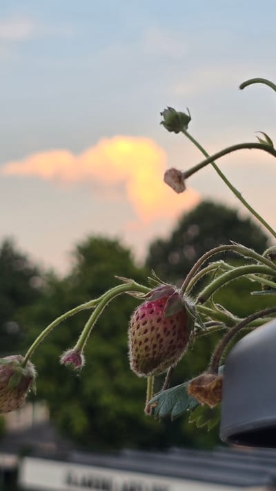 A close-up, vertical shot captures unripe strawberries on a plant against a soft, cloudy sky. The sky features a prominent, bright orange and yellow cloud formation, suggesting either sunset or sunrise. The strawberries, some with visible seeds and developing pink hues, are fuzzy and supported by thin, green stems. In the background, blurred green foliage of trees creates a soft backdrop. The bottom right of the image shows a portion of a gray object, possibly a planter or structure, partially obscuring the lower part of the strawberry plant. There are no people or animals visible in the image. The scene is located in the city of Zeddam, Netherlands.