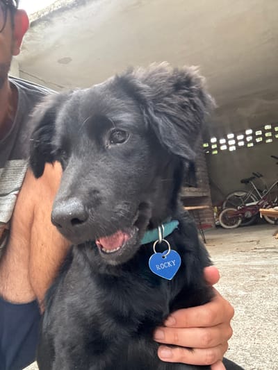 The image captures a black dog, identified by a blue heart-shaped tag reading "ROCKY" on its teal collar, being held by an individual in Ciudad de la Costa, Uruguay. The dog, with medium-length black fur, is positioned prominently in the center, looking slightly to its right with its mouth partially open, revealing teeth. A portion of the human's left arm, hand, shoulder, and part of the face (ear, cheek) are visible on the left and bottom, indicating the human is embracing the dog. The background shows a semi-enclosed, utilitarian area with a light-colored concrete ceiling or overhang. A wall on the right features horizontal rectangular openings, possibly ventilation blocks, through which light is visible. Two bicycles, one adult-sized and one child-sized, are leaning against a far wall on the right side of the frame. A wooden structure, possibly a table or bench, is also partially visible on the right. The ground appears to be a light-colored concrete surface.