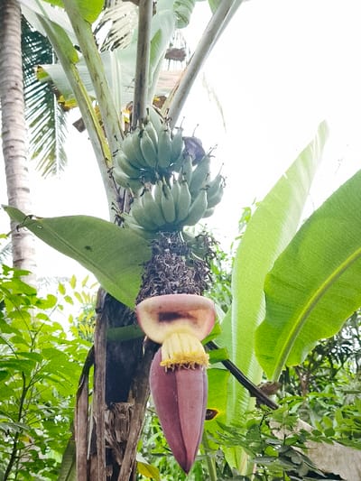The image depicts a banana plant in Teumpokteungku, Indonesia, showcasing a large cluster of unripe green bananas and a prominent banana blossom. The bananas are arranged in multiple hands, appearing green and firm, attached to the main stem of the plant, which exhibits segments of its fibrous, brown pseudostem. Below the fruit, a large, teardrop-shaped banana blossom hangs vertically, characterized by its purplish-red outer bracts and a visible yellowish-white interior structure. Several broad, vibrant green banana leaves extend from the plant, partially framing the fruit and blossom. The background reveals additional green foliage, including the textured, pale trunk of another palm tree on the left. The sky, visible in the upper portion, is bright and appears overcast or diffused. No human figures or overt human activity are present.