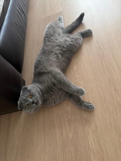 A gray Scottish Fold cat is lying on its back on a light-colored wooden floor. The cat's paws are splayed out and its tail is curled upwards. The cat's ears are folded down. To the left of the cat is a dark brown leather couch. The scene appears to be indoors, likely a residential setting.