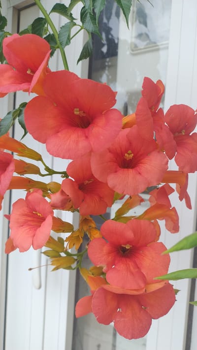 The image displays a cluster of vibrant orange trumpet-shaped flowers against a blurred background of a white structure, possibly a window frame or siding, indicative of an outdoor setting. Green leaves are interspersed among the blossoms, suggesting a plant in bloom. The lighting appears natural, casting soft shadows and highlighting the textures of the petals. There are no people or animals visible in the frame. The scene is likely captured in Νέα Κερασιά, Greece, given the provided context.