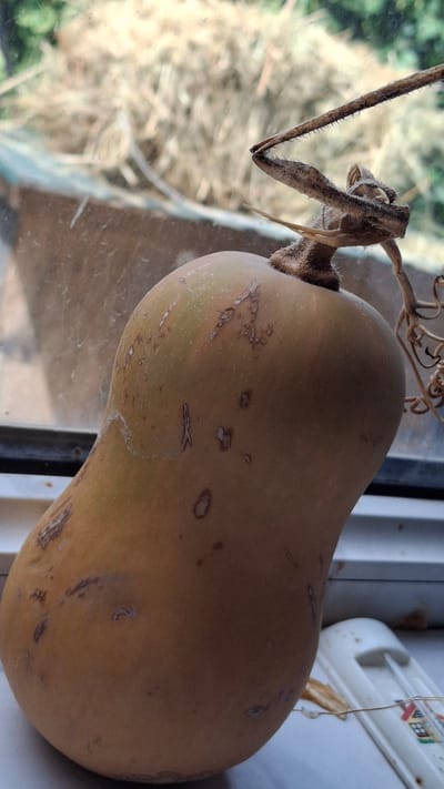 A butternut squash with visible imperfections and a dried vine stem rests on a windowsill. The background shows a blurry window with dry hay and greenery visible outside. The windowsill also has some scattered debris and a portion of a white object, possibly a thermometer. The image is taken in Dachi, Kazakhstan.