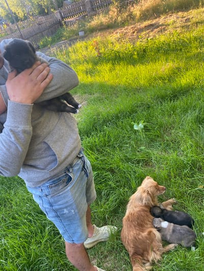 In Ihnatpil, Ukraine, a person in a grey hoodie and denim shorts holds a black puppy. The puppy is being cradled in the crook of the person's arm. Nearby, a brown dog lies on the grass, nursing three puppies: one black, one grey and white, and another dark-colored. The scene is set in a grassy area with a wooden fence in the background. Sunlight illuminates the grass, creating a warm glow.