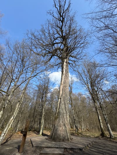 A low-angle perspective captures a towering tree stretching towards a clear blue sky with scattered white clouds. The tree is devoid of leaves, revealing its intricate network of branches. The forest is located in Шарашэўскі сельскі Савет, Belarus. The tree's trunk appears textured and aged. Along the base of the tree is wooden planks which form a path through the forest. To the right of the base of the tree is a carved wooden bench. The photograph is taken on a bright sunny day, with shadows subtly visible along the wooden planks and the bark of the tree.