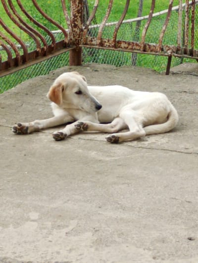 A light-colored dog with tan ears is lying on a concrete surface in front of a rusty metal fence. The dog is lying on its side with its legs extended. The fence is made of curved metal bars and is attached to a concrete post. Behind the fence, there is green grass and a chain-link fence. The concrete surface appears to be outdoors, possibly a yard or patio. The scene is set in the city of Lanchkhuti, Georgia.