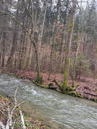The scene depicts a forested riverine environment in Nové Dvory, Czechia, under an overcast sky. A moderately wide, swift-flowing river with greenish-brown, turbulent water occupies the foreground and midground, moving from the upper left toward the lower right. The immediate left bank shows exposed soil, moss, and tangled fallen branches. The opposite, steeper bank is heavily wooded, densely covered with dark reddish-brown fallen leaves. Numerous deciduous trees with bare, dark branches dominate the forest, many exhibiting bright green moss on their trunks, particularly those closest to the river. Several scattered tree stumps and fallen logs, also moss-covered, are visible along the far bank. Darker coniferous trees are discernible further into the background forest. No human figures or man-made structures are present.