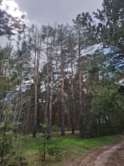 This media file captures a serene natural landscape, specifically a forest scene in Elets-Malanino, Russia. The primary subjects are numerous pine trees, varying in density and appearance. Some trees prominently display green needles, indicating healthy growth, while others, particularly in the mid-ground, show more bare or sparsely needled branches, suggesting a mix of tree health or species.

A dirt path runs along the right side of the image, curving slightly into the distance. This path is bordered by a distinct strip of bright green grass, which contrasts sharply with the brown earth of the path and parts of the forest floor. The forest extends deeply into the background, creating a sense of depth.

The setting is an outdoor woodland area. The time of day appears to be daytime, but the weather is overcast or partly cloudy, as indicated by the diffused light and grey sky visible through the tree canopy and towards the upper left. No specific activity or event is taking place; the image presents a static view of the natural environment. There are no people, man-made objects other than the path, or visible text in the image. The overall mood is one of quietude and natural beauty.