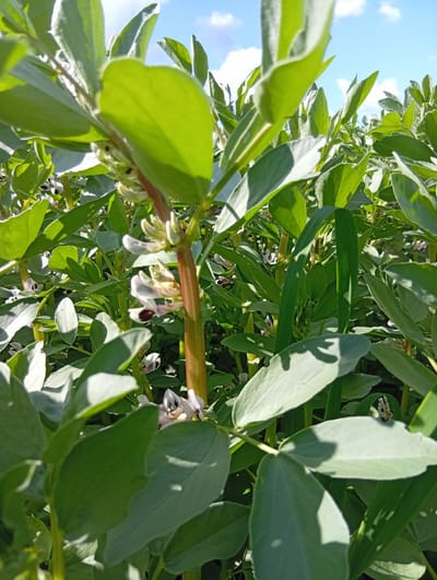 The image depicts a close-up view of a field of broad bean plants, likely Vicia faba, in bloom. The foreground is dominated by lush green leaves and stems, with several delicate white flowers, some exhibiting a dark purple or black marking on their petals. These flowers are clustered along the stems, indicating the plant is in its flowering stage and beginning to produce pods. The lighting suggests it is a sunny day, with bright sunlight casting shadows and highlighting the textures of the leaves and stems. The background shows more of the dense green foliage, stretching towards a bright blue sky dotted with white, fluffy clouds. The focus is on the botanical details of the broad bean plants, emphasizing their growth and natural beauty in an agricultural setting. There are no people or any visible text in the image. The scene evokes a sense of natural growth and the promise of harvest, characteristic of a rural landscape during the growing season in Lithuania.