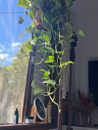 This image depicts an interior scene in Ramat HaKovesh, Israel, focused on a brightly illuminated window. A large, variegated Pothos plant (Epipremnum aureum) hangs in the foreground, its green and light-colored leaves trailing downwards, with several leaves catching direct sunlight. The window features a dark brown frame and a light-colored mesh screen, through which green tree foliage is visible under a blue sky with scattered white clouds. On the windowsill, from left to right, a green dropper bottle, a small dark jar, a circular mirror on a light wooden stand, and a golden pump bottle are arranged. To the immediate right of the window, a cream-colored macrame wall hanging is visible. Further to the right, a dark television screen is partially seen, and the reflection of multiple dried floral arrangements contained in clear vessels is visible on a surface, likely a dresser, against a white interior wall. The interior of the room is predominantly shaded, creating a stark contrast with the direct sunlight at the window.
