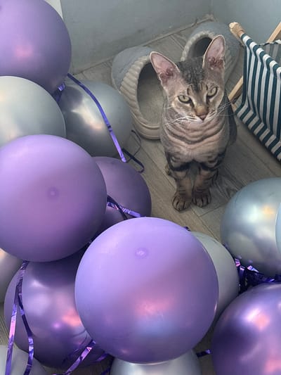 A domestic shorthair cat with tabby markings sits among a cluster of purple and silver balloons on a wooden floor. The cat faces the camera with a direct gaze, its ears perked. In the background, a pair of grey slippers and a striped basket are visible. The scene appears to be indoors, possibly in a residential setting. There is no indication of a location in Natukhayevskaya, Russia.