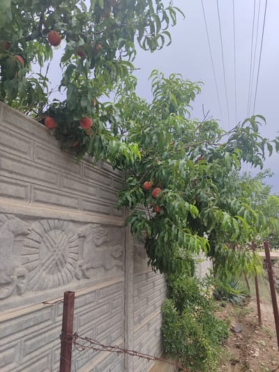 The image depicts a peach tree laden with ripe peaches, extending over a decorative concrete wall in the city of Жаңы-Абад, Kyrgyzstan. The wall features a repeating rectangular pattern and a relief carving of a sun and a horse. In the background, utility lines are visible against a hazy sky. A rusty metal post with barbed wire is in the foreground, attached to a chain-link fence. The ground is covered with dirt and scattered stones.