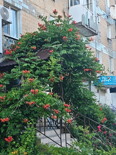 This is a vertical, eye-level, outdoor photograph of a building facade covered in lush greenery and bright orange trumpet-shaped flowers. The building appears to be an apartment complex, constructed from light brown brick with lighter colored tile accents. An air conditioning unit is visible on the left side of the image, attached to the exterior wall above a window. To the right of the main building structure, a weathered balcony with peeling paint and a sagging platform is visible.
A dense vine, heavily laden with vibrant orange flowers, is climbing up the side of the building, obscuring much of the facade and a rusty corrugated metal awning over what might be an entrance. A metal railing and stairs lead upwards into the greenery, suggesting access to the building. Small yellow flowers are visible at the bottom of the image, at the base of the overgrown plants. A blue sign with Cyrillic text is partially visible on the right side of the building, behind the foliage. The overall scene suggests a warm, possibly summer, day in a residential area. The abundance of plant life creates a slightly wild, overgrown aesthetic.