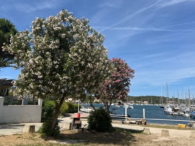 The image depicts a waterfront scene in Hyères, France. In the foreground, two flowering trees, one with white blossoms and the other with pink, dominate the left side of the frame. Beneath the trees, a bicycle lies on its side next to a dark-colored cart. A low white wall runs along the left edge of the image, with a glimpse of an outdoor seating area behind it. In the background, a harbor is filled with numerous sailboats and smaller motorboats moored in the blue water. The shoreline is lined with buildings and lush green trees, with a hill forming the backdrop. The sky is a clear blue with wispy white clouds. The scene appears to be a bright, sunny day.