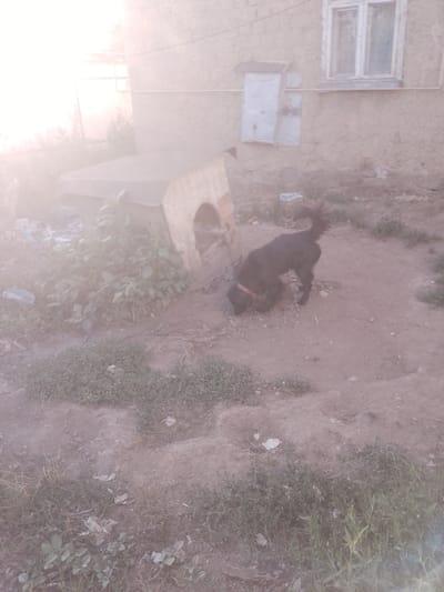 In the city of Rus'ka Dolina, Ukraine, a dark-colored dog with a red collar is sniffing the ground near a doghouse. The doghouse, made of wood, has an arched entrance and is situated on a patch of dry, uneven ground. In the background, a light-colored building with a window is visible. The environment appears to be a rural or semi-urban area with sparse vegetation and some scattered debris. The lighting suggests it is daytime, possibly late afternoon due to a bright light source in the upper left of the image, which causes a lens flare effect.