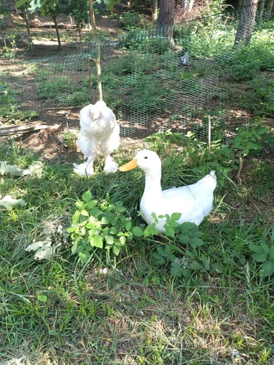 Two domestic fowl, a white duck and a white chicken, are situated in a grassy area with scattered foliage. The duck, positioned to the right, is facing left with its body in a resting posture. The chicken, to the left, stands facing forward. A green mesh fence runs through the background, enclosing a section of the yard which contains trees and more vegetation. The ground is covered with grass, fallen leaves, and dry vegetation. The scene appears to be outdoors in a rural or semi-rural setting. There is no indication of the city of Velké Nepodřice in the image.
