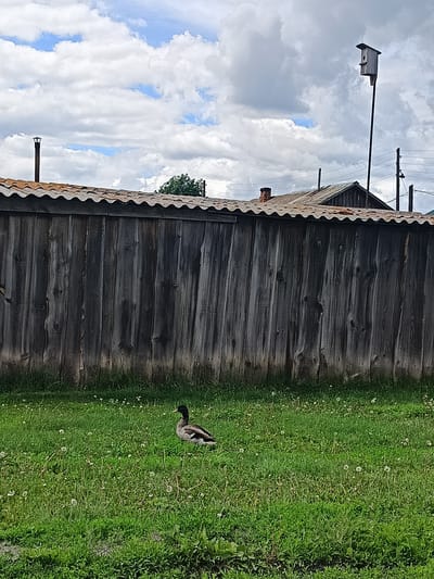 A single duck stands on a grassy lawn in front of a weathered wooden fence. The duck is facing to the right, with its head slightly lowered. The grass is green and dotted with white dandelion seed heads. The fence is made of vertical wooden planks and appears old and worn. In the background, behind the fence, are several rooftops and a birdhouse mounted on a pole. The sky above is filled with large, fluffy clouds, with patches of blue visible. The scene appears to be an outdoor setting in a rural or suburban area, possibly in the city of Kamennoye, Russia.