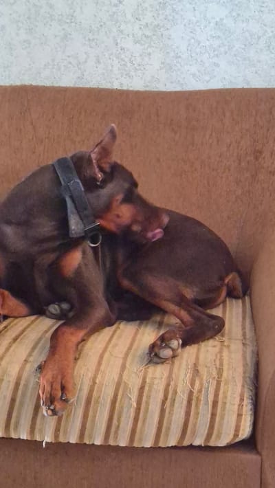 A brown Doberman is lying on a striped couch in Neftegorsk, Russia. The dog is curled up and appears to be licking its own paw. The couch is a dark brown color with lighter brown stripes and shows some wear and tear. The background is a textured wall.