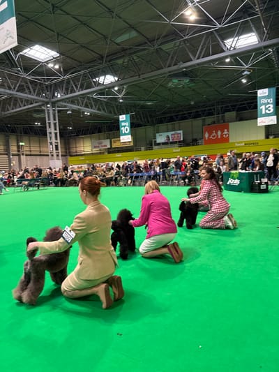 This image depicts an indoor dog show event occurring at the National Exhibition Centre (NEC) in Marston Green, Solihull, within the Metropolitan Borough of Solihull, United Kingdom. The scene is set in a large exhibition hall characterized by a high, exposed metal truss ceiling with integrated skylights and artificial lighting. The floor is covered with a bright green carpet, demarcating a competition ring. Overhead banners display "Ring 10" and "Ring 13", along with sponsor logos such as "Royal Canin" and "Crufts".
In the foreground, three female dog handlers are kneeling on the green carpet, each attending to a poodle. From left to right:
1. A woman with reddish-brown hair, wearing a light tan tailored jacket and skirt, has a competitor number "13242" pinned to her back. She is kneeling and gently positioning a dark grey or black poodle with a sculpted show clip.
2. A second woman, dressed in a bright pink blazer and a white skirt, kneels behind a black poodle with a sculpted show clip, positioning it with her hands.
3. A third woman, wearing a pink and white plaid jacket and matching trousers, is also kneeling, adjusting a black poodle with a sculpted show clip.
All three poodles are medium-sized and groomed in a traditional show style. In the midground and background, a large crowd of spectators is seated in rows of chairs, observing the event. Additional signage, including "Food Express" and a disabled access symbol, is visible on banners. The handlers' actions suggest they are presenting their dogs for judging in a competitive setting.